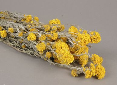 Décorations florales - Sanfordii séché naturel jaune - LE COMPTOIR.COM