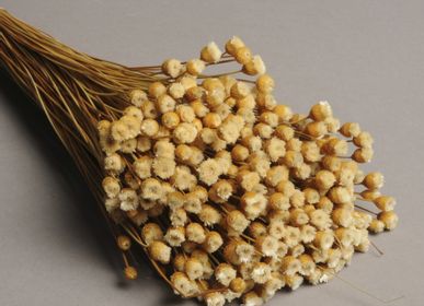 Floral decoration - Natural Jazilda dried H50cm - LE COMPTOIR.COM