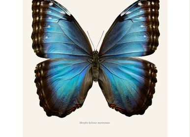 Poster - Butterflies - LILJEBERGS