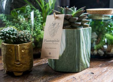 Cadeaux - Succulents dans un pot marbre hexagone vert - PLANTOPHILE