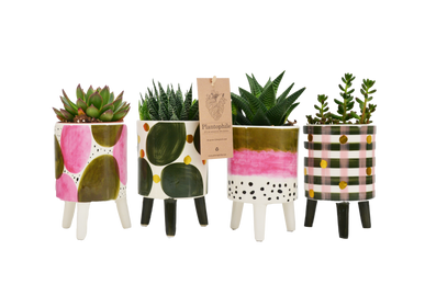 Decorative objects - Cactus mix pot Elma - PLANTOPHILE