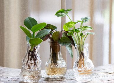 Objets de décoration - Boutures de plantes dans des jolies petites vases - set de 3 pieces - PLANTOPHILE