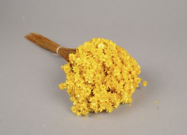 Décorations florales - Glixia séché jaune - LE COMPTOIR.COM