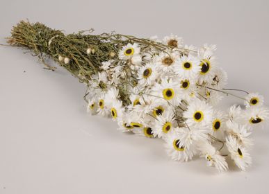 Hair accessories - Acroclinium or immortelle dried natural white - LE COMPTOIR.COM