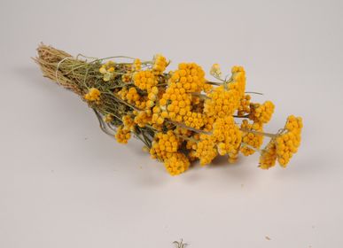 Floral decoration - Lona dried natural yellow H42cm - LE COMPTOIR.COM