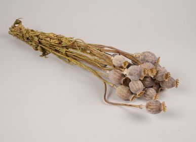 Floral decoration - Natural dried poppy - LE COMPTOIR.COM