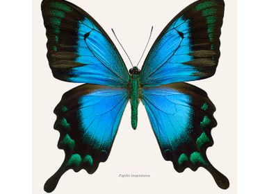 Poster - Butterfly art prints - LILJEBERGS