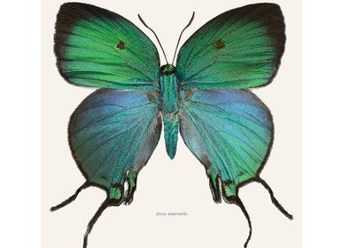 Affiches - Tirages d'art papillon - LILJEBERGS