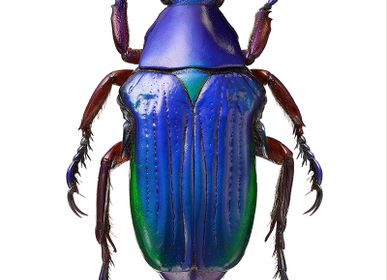 Affiches -  Impression d'art scarabée - LILJEBERGS