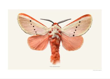 Poster - Moth art prints  - LILJEBERGS