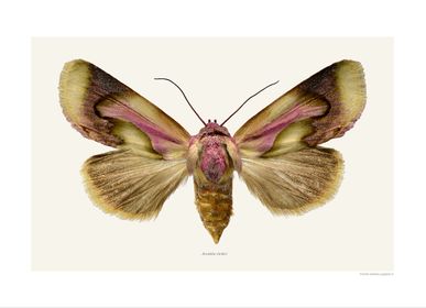 Affiches - Tirages artistiques Moth  - LILJEBERGS