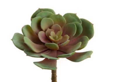 Décorations florales - Echeveria ciliata - LOU DE CASTELLANE - plantes et fleurs artificielles - LOU DE CASTELLANE