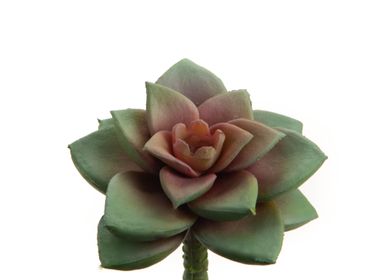 Floral decoration - Cactus bloom - LOU DE CASTELLANE - artificial plants and flowers - LOU DE CASTELLANE