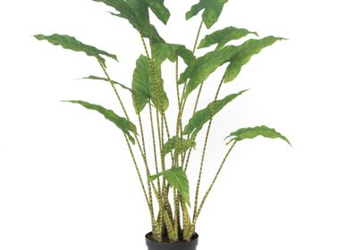 Décorations florales - Alocasia zebrina - LOU DE CASTELLANE - plantes et fleurs artificielles - LOU DE CASTELLANE