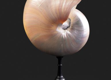 Decorative objects - Shell - METAMORPHOSES