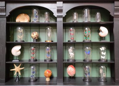 Objets de décoration - Globe entomologique, papillons et cabinet de curiosités - METAMORPHOSES