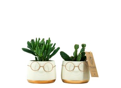Cadeaux - Cactus en pot original avec verres - PLANTOPHILE