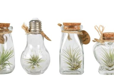 Gifts - Tillandsia mix mini bottles - PLANTOPHILE