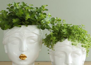 Objets de décoration - Plantes vertes en pot Queen Maxima - PLANTOPHILE