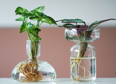 Gifts - Plant sprouts in design vase Toronto - PLANTOPHILE