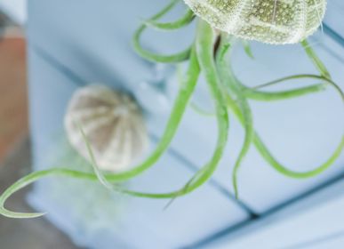 Gifts - Jelly fish airplants - PLANTOPHILE