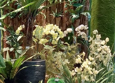 Floral decoration - Green plants & trees - VRANCKX