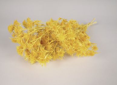 Floral decoration - Yellow dried golden thistle - LE COMPTOIR.COM