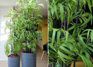 Floral decoration - Bamboo - Artificial Plant - Lou de Castellane - LOU DE CASTELLANE