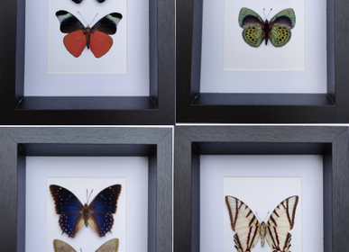 Decorative objects - Butterfly frame, interior curiosity, natural history - METAMORPHOSES