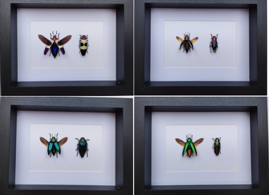 Objets de décoration - Cadres entomologiques, papillons, insectes, cabinet de curiosités - METAMORPHOSES