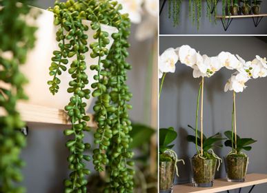 Décorations florales - Senecio - Lou de Castellane  - LOU DE CASTELLANE