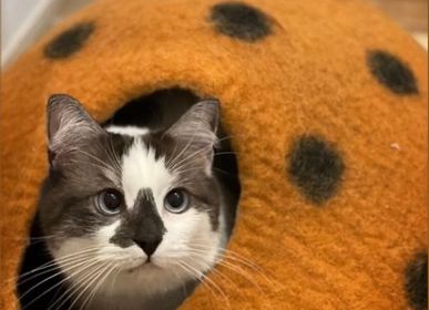 Pet accessories - Felted Wool Cat Cocoon - COCOON PARIS