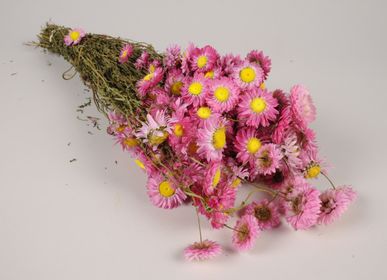 Floral decoration - Acroclinium or immortelle dried natural rose - LE COMPTOIR.COM