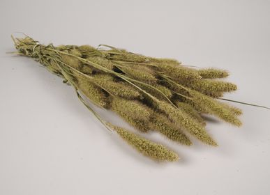 Floral decoration - Natural dried foxtail - LE COMPTOIR.COM