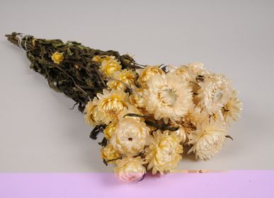 Décorations florales - Immortelle séchée naturelle blanc crème - LE COMPTOIR.COM
