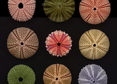 Objets de décoration - Cadre avec composition d'oursin naturel, cadre décoratif - METAMORPHOSES