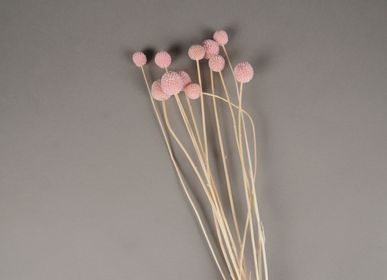 Floral decoration - Craspedia preserved pale pink H55cm - LE COMPTOIR.COM