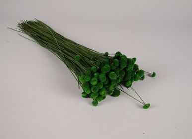 Décorations florales - Botao séché vert mousse H50cm - LE COMPTOIR.COM
