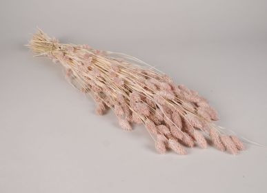 Floral decoration - Dried pink powdery phalaris H70cm - LE COMPTOIR.COM