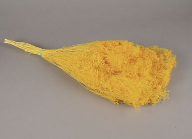 Décorations florales - Broom bloom séché jaune vif H50cm - LE COMPTOIR.COM