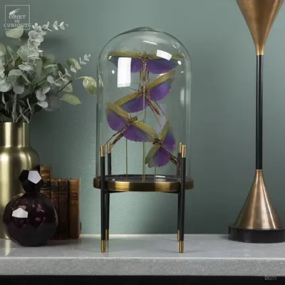 Objets de décoration - Notre collection d'insectes. - OBJET DE CURIOSITÉ