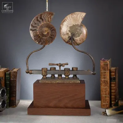 Decorative objects - Our new products - OBJET DE CURIOSITÉ