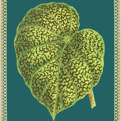 Poster - Begonia illustration - PARADISIO IMAGINARIUM