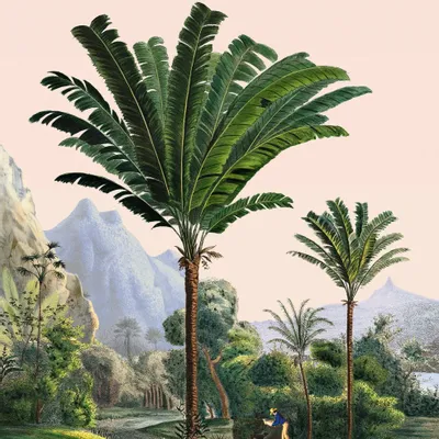 Affiches - Illustration Manicaria - PARADISIO IMAGINARIUM