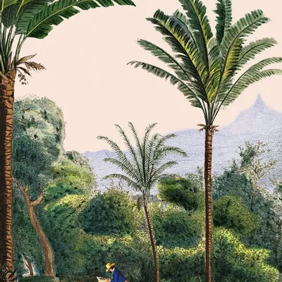 Poster - Manicaria illustration - PARADISIO IMAGINARIUM