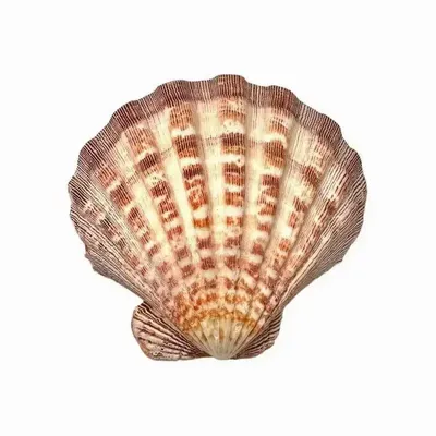 Scents - Scallop shell incense holder Lion's Paw 12-16cm - ARABESK