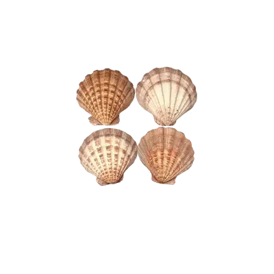 Senteurs - Porte encens coquille St Jacques Patte de Lion 12-16cm - ARABESK