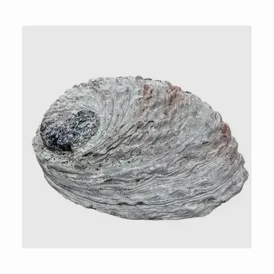 Senteurs - Coquille d'ormeau Sud Afrique 15-16cm - ARABESK