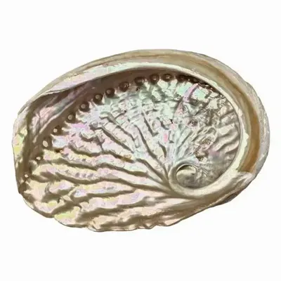 Scents - Australian abalone shell 13-15cm - ARABESK