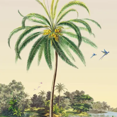 Poster - Coconut Tree Illustration - PARADISIO IMAGINARIUM